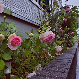 玄関/入り口/薔薇/癒される/心地よい暮らし/庭のインテリア実例 - 2023-05-07 17:28:54