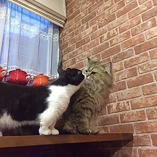 キッチン/ねこのいる日常/ねこ/ねこと暮らす。/あんず...などのインテリア実例 - 2017-05-09 21:54:14