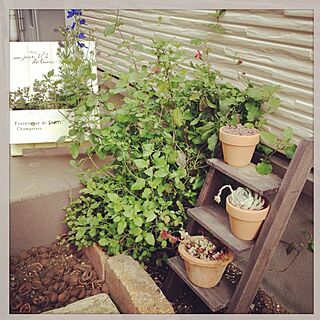 玄関/入り口/小庭(小さい庭というか玄関までの通路)/植物のインテリア実例 - 2013-04-14 22:29:37