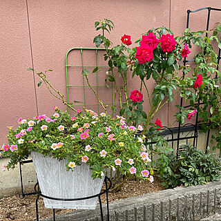 雨が降りそうです/希望(日本金賞受賞薔薇)/カリブラコアカメレオン/曇り28℃☁️/蒸し暑い…(*_*)...などのインテリア実例 - 2021-08-12 13:00:35