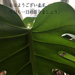 観葉植物/いいね、フォロー本当に感謝デス☺︎/無言フォロー＆いいねすいません/カマキリのインテリア実例 - 2022-07-17 10:00:07