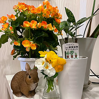 ウサギの置物/ベゴニア/わんさかビオラをカット/植物のある暮らし/机...などのインテリア実例 - 2022-04-18 19:11:24