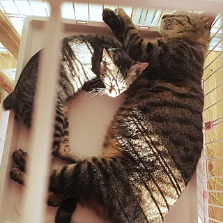 棚/にゃんこ/猫好き♥のインテリア実例 - 2016-09-02 12:24:31