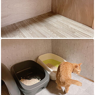 猫トイレ置き場/猫と暮らす/猫/DIY/ねこのいる日常...などのインテリア実例 - 2022-03-08 08:42:02