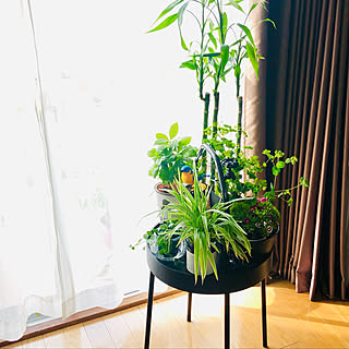 癒しの空間/好きな風景/観葉植物/RCの皆さまに感謝♡/IKEA ブールヴィーク...などのインテリア実例 - 2023-02-01 11:55:49