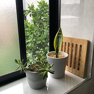 観葉植物のある暮らし/出窓のグリーン/キッチンのインテリア実例 - 2023-06-27 12:06:25