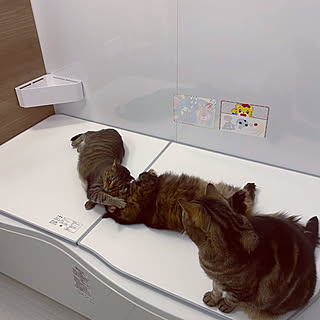 猫見風呂/まるちゃん /もなかちゃん/猫/ねこ...などのインテリア実例 - 2021-04-22 22:58:03