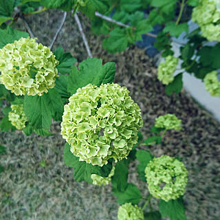 玄関/入り口/平屋暮らし/丁寧に暮らしたい/シンプルな暮らし/庭の花...などのインテリア実例 - 2018-04-13 21:50:50