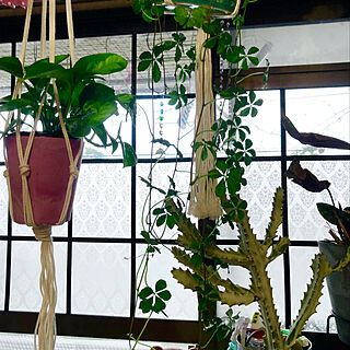 マステで格子窓風/植物のある暮らし/賃貸マンション/ごちゃごちゃ好き/リビングのインテリア実例 - 2020-04-17 17:45:20