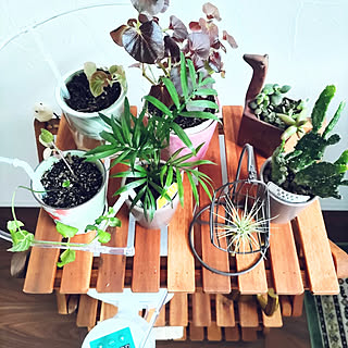 グリーンコーナー/植物のある暮らし/折り畳みラック/ニトリ/自動給水器...などのインテリア実例 - 2022-05-11 08:15:13