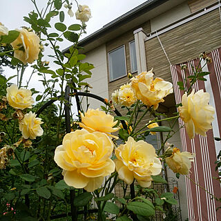 玄関/入り口/お花大好き♡/薔薇のある庭のインテリア実例 - 2017-08-20 14:43:57
