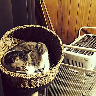 リビング/猫ベッド/猫/ねこ部のインテリア実例 - 2014-04-25 00:25:35