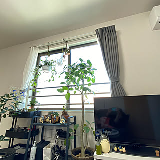 観葉植物/IKEA/100均/一人暮らし/多肉植物...などのインテリア実例 - 2020-04-27 14:58:53