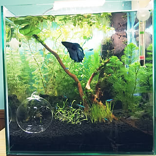 どぜうさん専用30cmキューブ水槽 Www Floridaconstructionlegalupdates Com