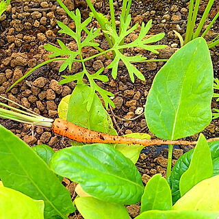 壁/天井/ガーデニング/屋上のある暮らし/野菜の収穫/家庭菜園...などのインテリア実例 - 2022-11-05 14:57:38