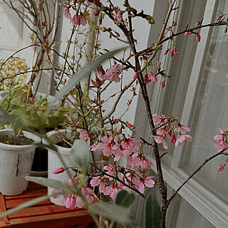 団地暮らし/桜/植物のある暮らし/グリーンに癒されて/植物いっぱい...などのインテリア実例 - 2023-03-24 15:50:02