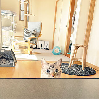 IKEA/猫と暮らす家/猫の部屋/保護猫と暮らす/ねこ部...などのインテリア実例 - 2022-11-07 12:14:44