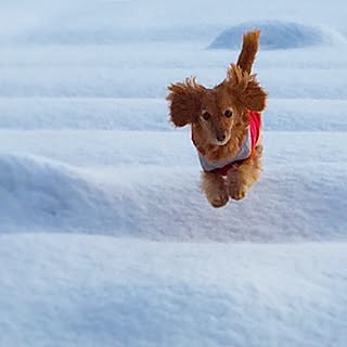 玄関/入り口/ワンコ部U＾ェ＾U/いぬばかりですみません。/犬部/風景...などのインテリア実例 - 2015-03-17 22:23:25