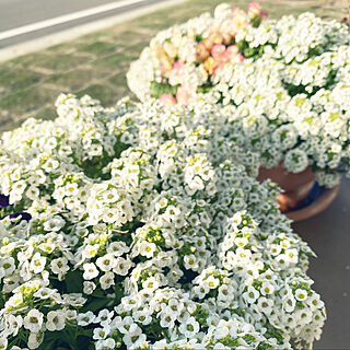 戸建て/お花のある暮らし/お花/庭の記録写真/TM9...などのインテリア実例 - 2021-03-23 08:40:35