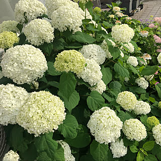 植物のある暮らし/ドライになるお花/ナチュラルインテリア/あじさい/紫陽花...などのインテリア実例 - 2020-06-26 08:00:34