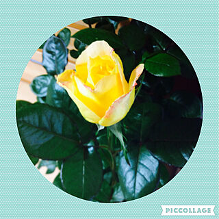 リビング/イエロー薔薇/黄色い花/薔薇のある暮らし/薔薇...などのインテリア実例 - 2022-07-15 20:20:38