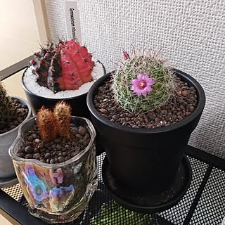 観葉植物/観葉植物大好き❤︎/観葉植物のある暮らし/ダイソー♡/Daiso...などのインテリア実例 - 2024-02-17 08:34:10