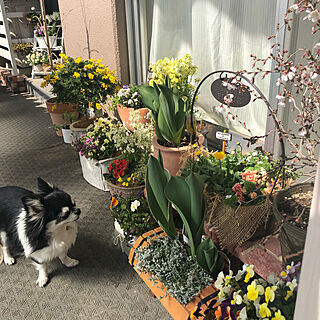 エニシダ♡/チューリップ/愛犬チワワ♡/愛犬と暮らす/植物のある暮らし...などのインテリア実例 - 2019-03-22 16:35:27