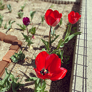 かわいい花壇作りたい/庭/ガーデニング/チューリップ咲きました♡/かわいい♡...などのインテリア実例 - 2022-04-04 10:59:45