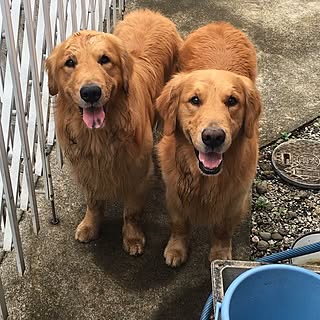 玄関/入り口/犬小屋の様な家/犬と暮らす家/犬小屋ですみません(￣◇￣;)/ゴールデンレトリーバー...などのインテリア実例 - 2016-06-08 09:21:52