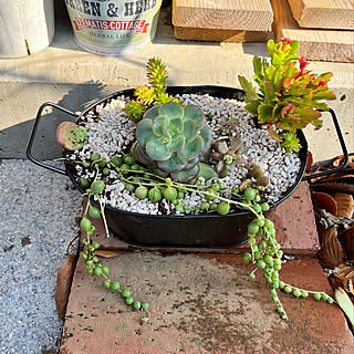 多肉植物/多肉寄せ植え/モスグリーンの家/カフェ風/観葉植物...などのインテリア実例 - 2021-12-23 14:36:15