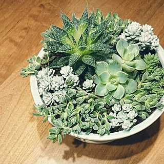 机/多肉植物寄せ植え/多肉植物/寄せ植え初心者/セダム寄植え...などのインテリア実例 - 2015-07-05 01:49:46