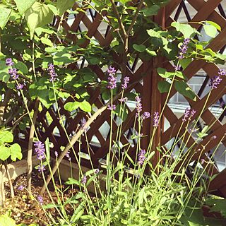 玄関/入り口/ラベンダー/花のある暮らし/緑のある暮らし/手作りの花壇のインテリア実例 - 2017-05-29 08:55:56