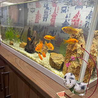 玄関/入り口/てぬぐい/まゆ村/祇園祭/金魚すくいの金魚...などのインテリア実例 - 2023-07-17 23:34:18