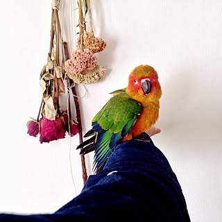 コガネメキシコインコ/ペット/ドライフラワーのインテリア実例 - 2013-10-17 08:51:16