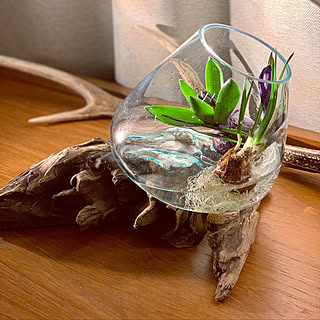 観葉植物/机のインテリア実例 - 2021-01-11 23:46:51