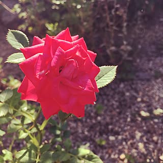 玄関/入り口/観葉植物/ナチュラル/花壇 手作り/花のある生活...などのインテリア実例 - 2017-06-17 07:39:27