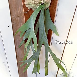 壁/天井/一人暮らし/人工観葉植物/フェイクグリーン/フェイクグリーンディスプレイ...などのインテリア実例 - 2016-11-02 21:52:07