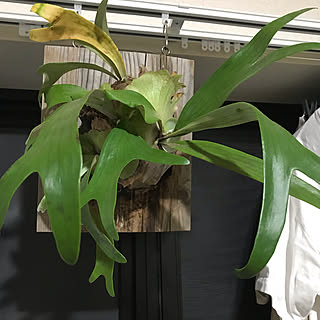 コウモリラン板付け/コウモリラン/観葉植物のある部屋/観葉植物のある暮らし/観葉植物...などのインテリア実例 - 2020-03-17 01:10:17