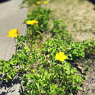 リモートワークの癒やし/かたばみ/雑草も可愛い/雑草の花/玄関/入り口のインテリア実例 - 2022-04-12 22:43:24