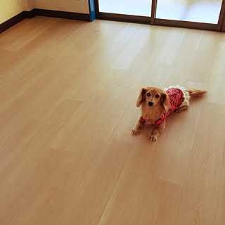 犬のインテリア実例 - 2016-04-23 18:36:54