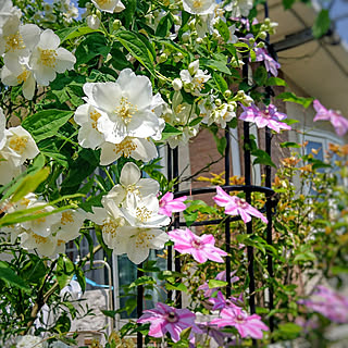 5月1日/カメラマーク消し/お庭ばかりでごめんなさい。/花のある暮らし/癒し♡...などのインテリア実例 - 2018-05-01 17:30:07