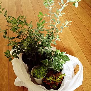 部屋全体/多肉植物/観葉植物　のインテリア実例 - 2014-08-03 18:25:32