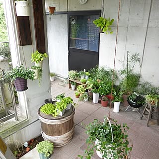 玄関/入り口/NO GREEN NO LIFE/主人の暴走/主人DIY/観葉植物...などのインテリア実例 - 2014-08-25 15:28:11