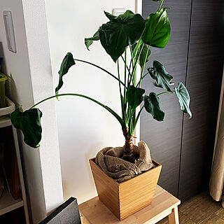 一人暮らし/1R/ワンルーム　一人暮らし/IKEA/観葉植物...などのインテリア実例 - 2020-08-10 14:52:37