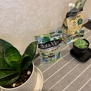 BotaNice/虫対策/植物のある暮らし/多肉植物/観葉植物...などのインテリア実例 - 2021-06-12 20:04:45