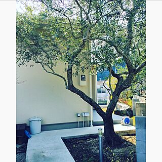 玄関/入り口/緑のある生活/青い空/白い雲/巨大オリーブの木...などのインテリア実例 - 2017-03-28 17:10:38