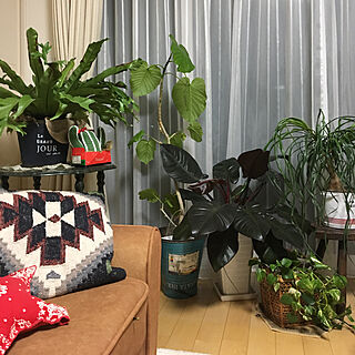 部屋全体/いいね&フォローありがとうございます♡/観葉植物/くつろぎの場所/ブラウン会のインテリア実例 - 2017-11-29 17:41:03