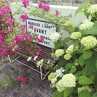 アナベル/薔薇/紫陽花/ベンチ/海外のお庭に憧れる...などのインテリア実例 - 2020-06-04 20:35:45