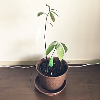 リビング/アボカドの植え替え/初投稿/観葉植物/一人暮らし...などのインテリア実例 - 2017-06-08 15:42:51