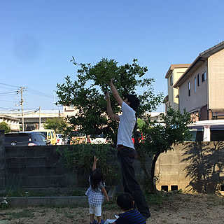 玄関/入り口/スダチ収穫作業中/◯◯作業中/スダチの木/雑草だらけ...などのインテリア実例 - 2018-03-29 12:47:11